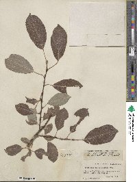 Salix discolor image