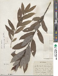 Salix discolor image