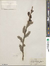 Salix discolor image