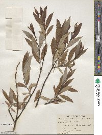 Salix discolor image