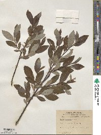 Salix discolor image