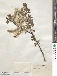 Salix discolor image