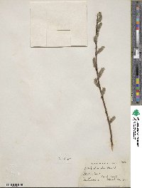 Salix discolor image