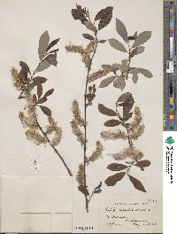 Salix discolor image