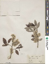 Salix discolor image