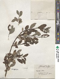 Salix discolor image