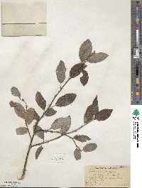 Salix discolor image