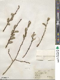 Salix discolor image