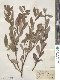 Salix discolor image