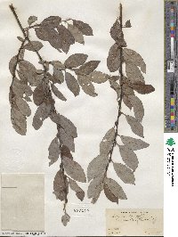 Salix discolor image