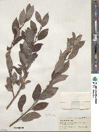 Salix discolor image