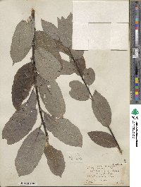 Salix discolor image