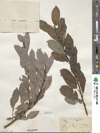 Salix discolor image