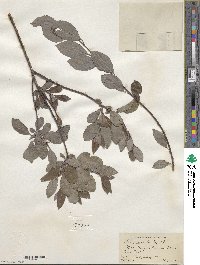 Salix discolor image