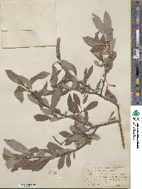 Salix discolor image