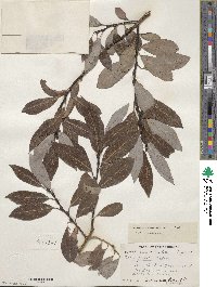 Salix discolor image