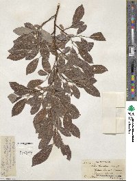 Salix discolor image