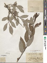 Salix discolor image