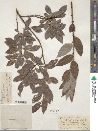 Salix discolor image