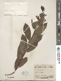 Salix discolor image