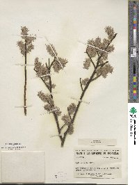 Salix discolor image