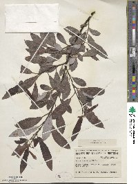 Salix discolor image