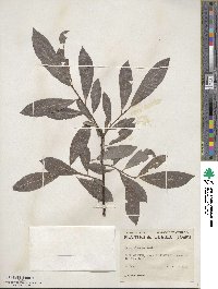 Salix discolor image