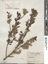 Salix discolor image