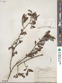 Salix discolor image