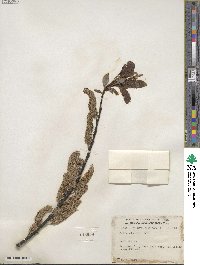 Salix discolor image