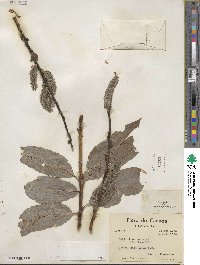 Salix discolor image