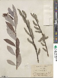 Salix discolor image