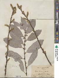 Salix discolor image