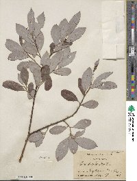 Salix discolor image