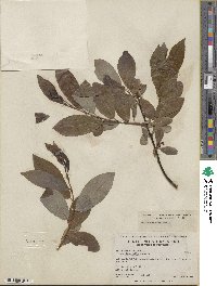 Salix discolor image