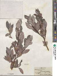 Salix discolor image