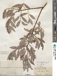 Salix discolor image