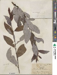 Salix discolor image