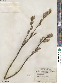 Salix discolor image