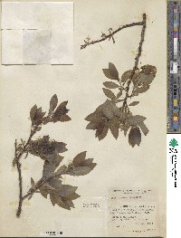 Salix discolor image