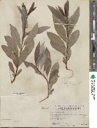 Salix discolor image