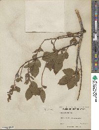 Salix discolor image