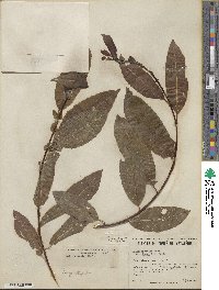 Salix discolor image