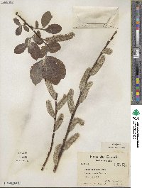 Salix discolor image