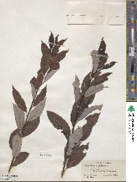 Salix discolor image