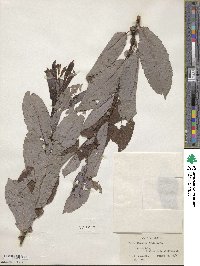 Salix discolor image