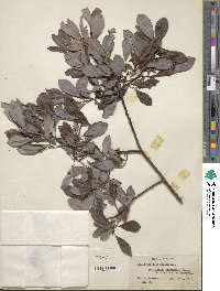 Salix discolor image