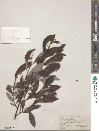 Salix discolor image