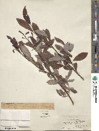 Salix discolor image