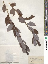 Salix discolor image